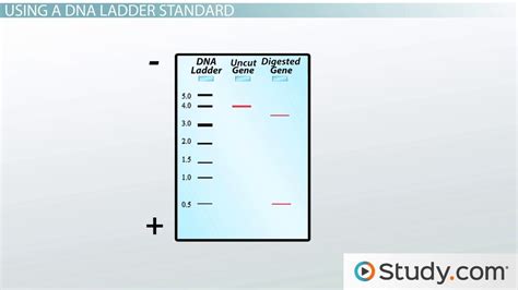 how to read agarose gel electrophoresis results|Lab 4: Gel Electrophoresis .